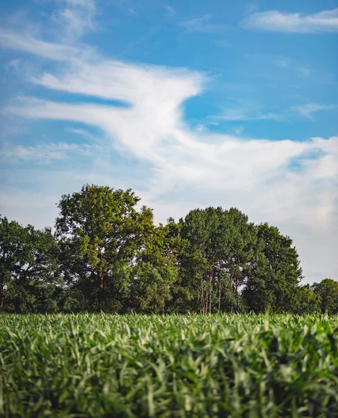 Kukorica Területen Fák Kék Felhős Alatt — Stock Fotó