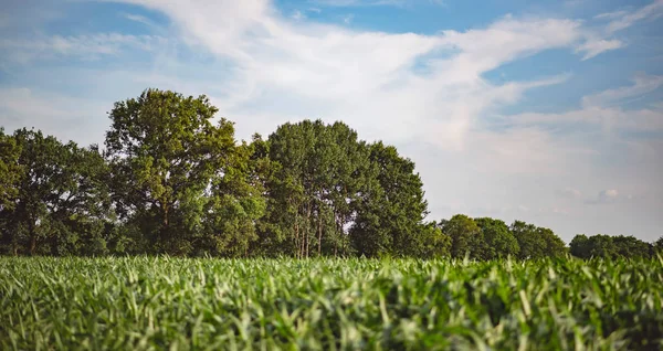 青い曇り空の下の木がトウモロコシ畑 — ストック写真