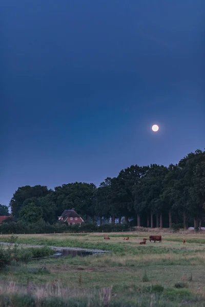 Highland Cattle Summer Meadow Moonlight Sky — Stock Photo, Image