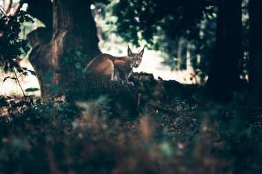 Bayağı vaşak ormanda dinlenme.