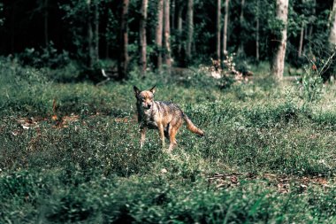 Kurt orman çalılar arasında duran.