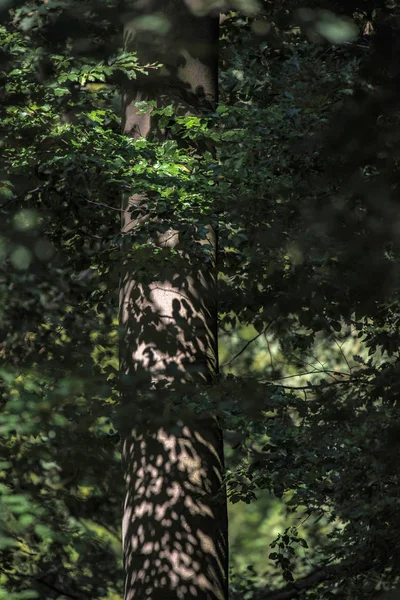 Stam Van Boom Het Bos Getroffen Door Zonlicht — Stockfoto