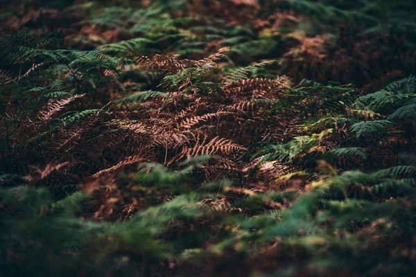 Modèle Feuilles Vertes Brunes Fougères Dans Forêt — Photo