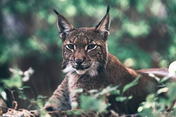 位于林地植被之间的欧亚山猫 — 图库照片