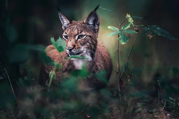 森林植被之间的欧亚山猫 — 图库照片