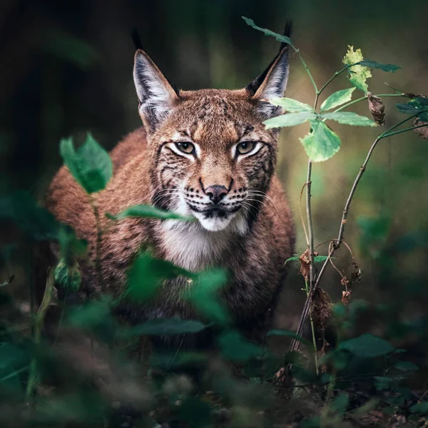 森林植被之间的欧亚山猫 — 图库照片