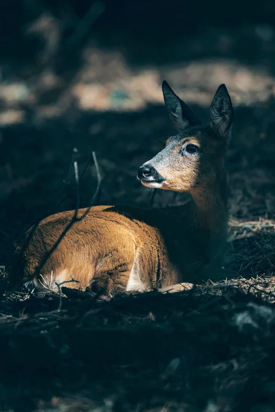 Відпочиваючи Лісі Сонячному Світлі Roe — стокове фото