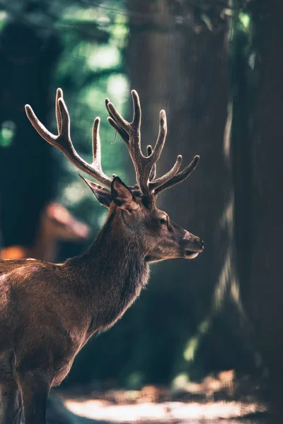 レッド ディア日当たりの良い森林のベルベット枝角を持つ雄鹿 — ストック写真