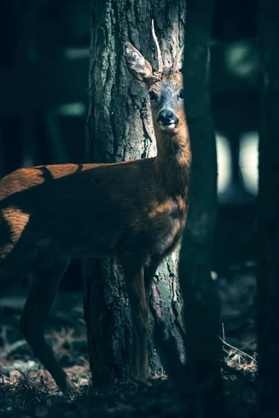 Roebuck Atrás Tronco Árvore Floresta — Fotografia de Stock