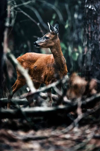 Capriolo Nella Foresta Guardando Sinistra — Foto Stock