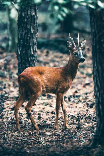 랜드에서 Roebuck — 스톡 사진