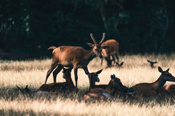 Buck Mladí Jeleni Oblasti Mezi Ženami — Stock fotografie