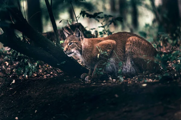 Eurasian Lynx Resting Vegetation Woodland — Stock Photo, Image