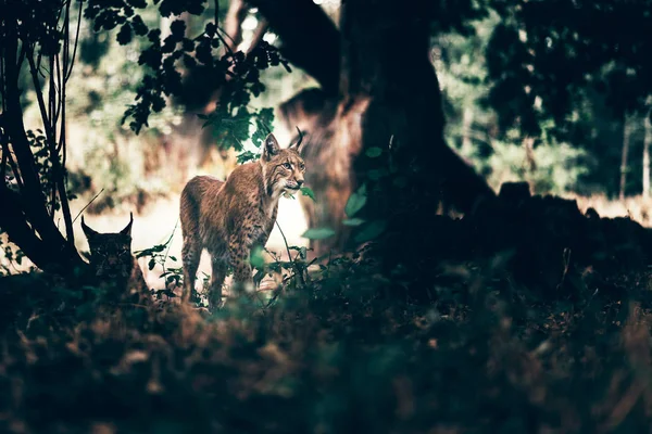 Eurasian Lynx Walking Forest — Stock Photo, Image