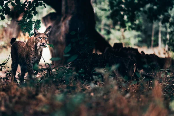 Eurásia Lince Andando Floresta — Fotografia de Stock