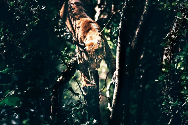 Lynx Promenader Gren Trädet — Stockfoto