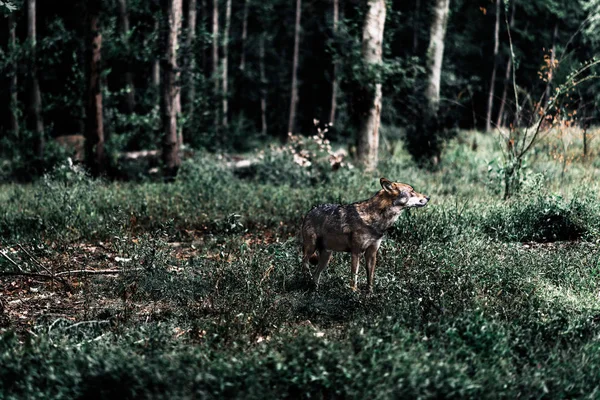 Wolf Staande Tussen Struiken Bos — Stockfoto