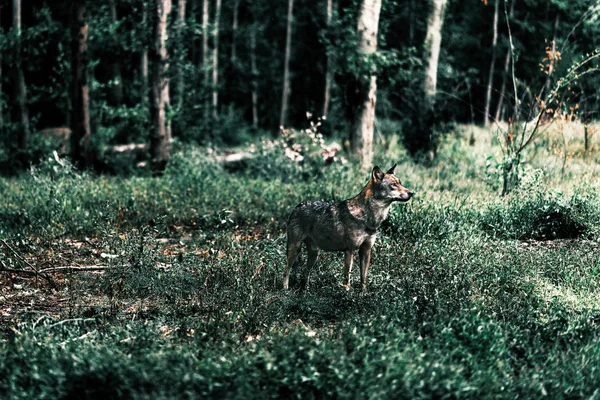 狼站立在灌木之间在森林里 — 图库照片