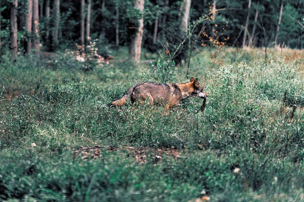 ユーラシアの狼が獲物と森林の低木の間を歩いて — ストック写真