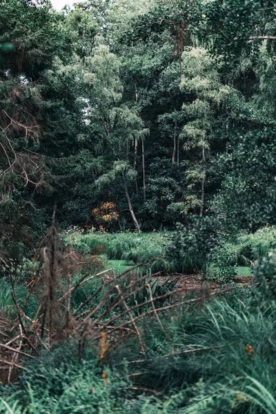 Wilderness with reed and all kinds of trees.