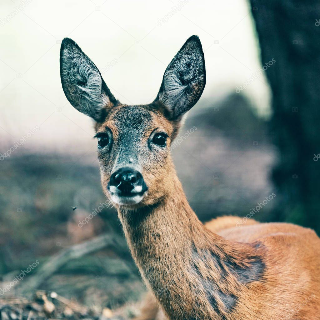 Portrait of roe deer lying down in forest.