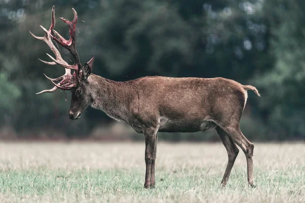 Red Deer Buck Ubíhající Krvavé Paroh Stojící Louce — Stock fotografie