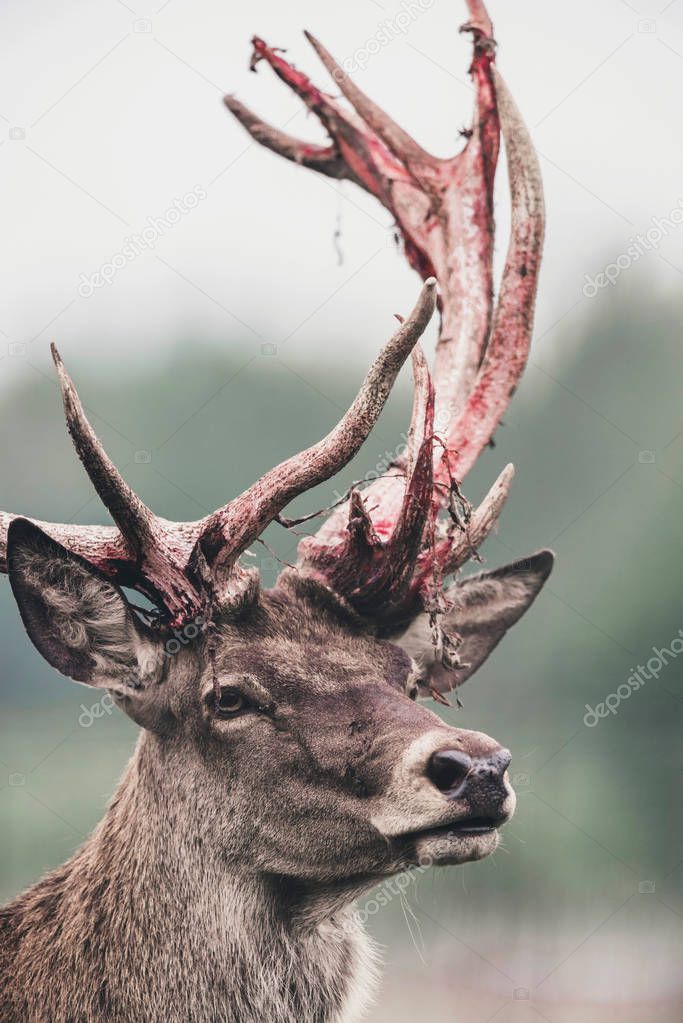 Red deer stag with fresh swept bloody antler. Headshot.