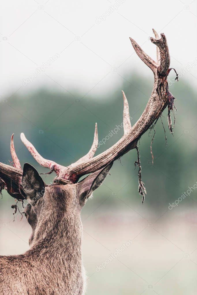 Red deer buck with fresh swept bloody antler. Rear view.