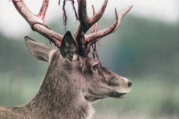 Red deer stag with fresh swept bloody antler. Headshot.