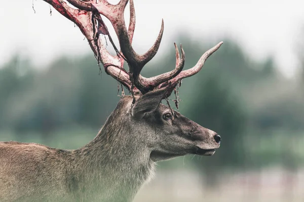 Buck Veado Vermelho Com Chifre Sangrento Fresco Varreu Tiro Cabeça — Fotografia de Stock