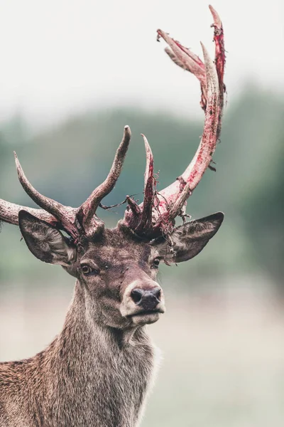 Buck Veado Vermelho Com Chifre Sangrento Fresco Varreu Tiro Cabeça — Fotografia de Stock