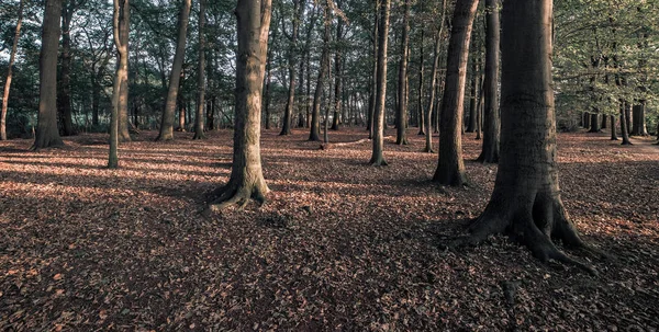 Troncos Árvores Luz Sol Floresta Com Solo Coberto Folhas — Fotografia de Stock