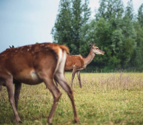 Deux Cerfs Rouges Entravent Dans Prairie Près Buisson — Photo