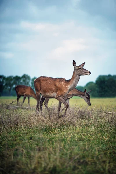 Liten Grupp Kronhjort Hinds Ängen Molnig Himmel — Stockfoto