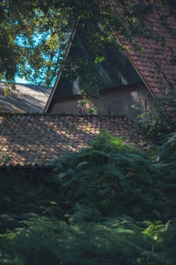 Eski Hollanda grupta yoğun yaz orman.