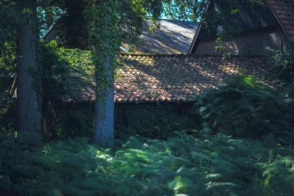 Fazenda Holandesa Velha Floresta Verão Densa — Fotografia de Stock