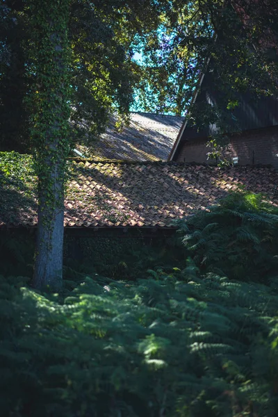 Old dutch farm in dense summer forest.