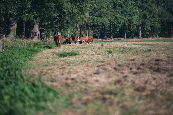 Manada Vacas Castanhas Pastando Prado Verão — Fotografia de Stock