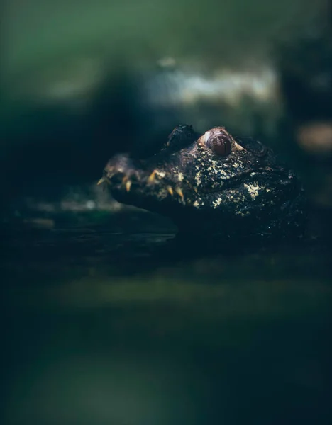 Close Portrait Dwarf Caiman River — Stock Photo, Image