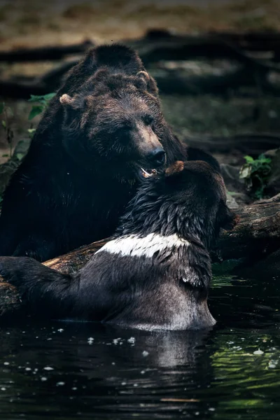 Два Медведя Гризли Играют Краю Реки — стоковое фото