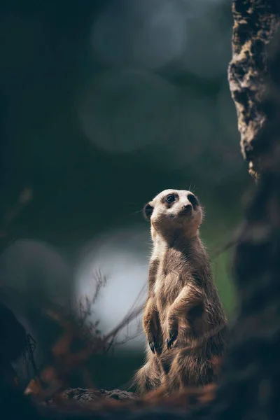 Meerkat Seduto Alla Luce Del Sole Nella Boscaglia — Foto Stock