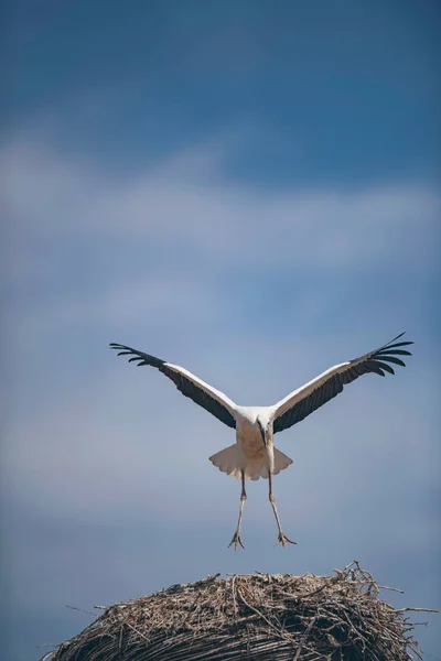 Cigüeña blanca despegando del nido . — Foto de Stock