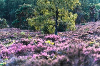 Huş ağacı çiçek açan heather ile tepelik moorland içinde.
