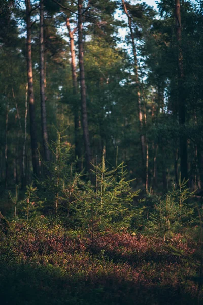 Genç Çam Ağaçları Orman Düşük Güneş Işığı Altında — Stok fotoğraf