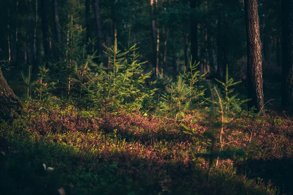 Genç Çam Ağaçları Orman Düşük Güneş Işığı Altında — Stok fotoğraf