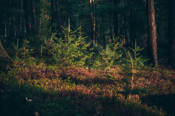 Young fir trees in forest in low sunlight.