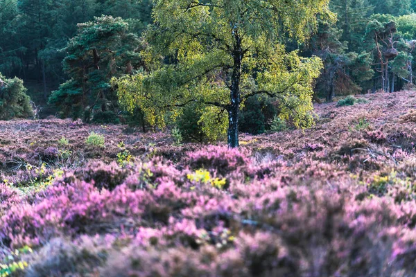 Birch Tree Hilly Moorland Blooming Heather — Stock Photo, Image