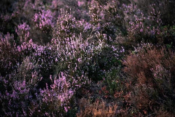 Çiçek Açan Heather Alanındaki — Stok fotoğraf