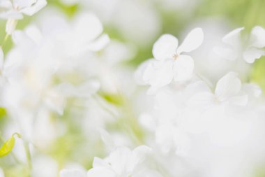 Makro çekim çiçek beyaz kır çiçekleri.