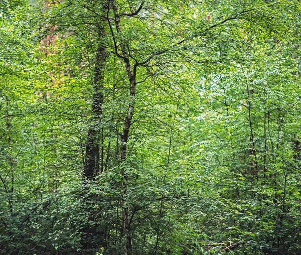 Summer leaves in forest — Stock Photo, Image